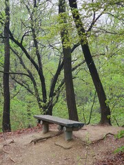 bench in the forest