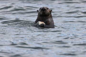 Fototapeta premium Sea Otter (Enhydra lutris ) with shell Vancouver Island, British Columbia, Canada