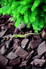 Lizard © Anett