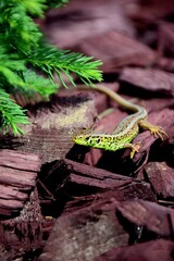 Green lizard in garden © Anett