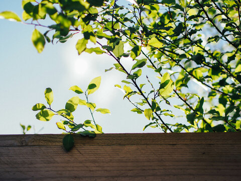 A tree growing over a fence