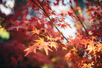 Maple tree leaves in Autumn