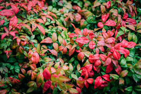 Nandina Bamboo with rain drops
