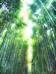 京都　嵯峨の竹林