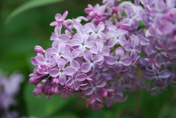 A branch of lilac flowers. The first flowers began to bloom on a branch of a shrub. Some of the buds are still closed, some have already blossomed. Purple flowers with small petals.