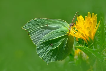 Wandcirkels plexiglas  Macro shots, Beautiful nature scene. Closeup beautiful butterfly sitting on the flower in a summer garden.  © blackdiamond67