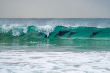 dolphin surfing waves on a beach © William