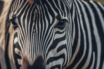 Fotobehang zebra in natural habitat © Владимир Германович