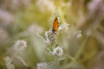 Brown butterfly in a white flower in Pyrenees with very located focus. Symbol of metamorphosis and constant transformation.
