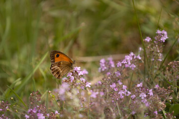 Brown butterfly in a pink flower in Pyrenees . Symbol of metamorphosis and constant transformation.
