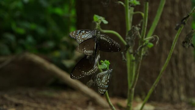 Six butterflies hang from a long, stubby branch