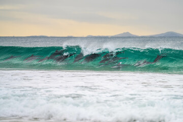 dolphin surfing waves on a beach