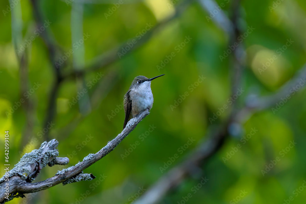 Sticker Ruby-throated hummingbird ( Archilochus colubris )