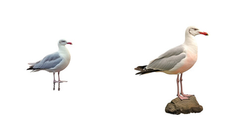 Obraz premium A solitary seagull transparent background