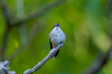 Ruby-throated hummingbird ( Archilochus colubris )
