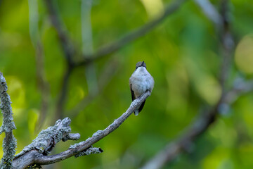 Ruby-throated hummingbird ( Archilochus colubris )