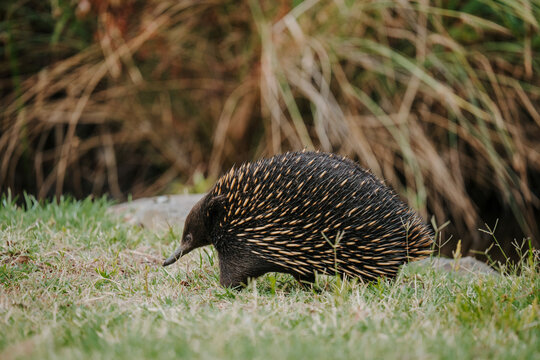 Close up shot of a short beaked echidnas