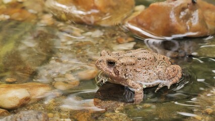 The American toad  is a medium-sized reptile that lives near wetlands from Canada to Mexico.