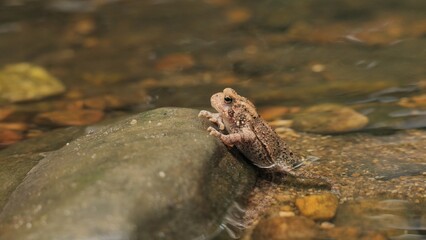 The American toad  is a medium-sized reptile that lives near wetlands from Canada to Mexico.