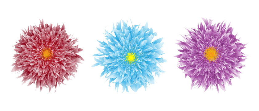 Three flowers closeup of red, blue, purple. Aster flower head isolated. Floral vector illustration.
