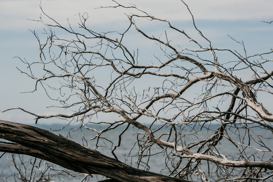 Bare tree against ocean background