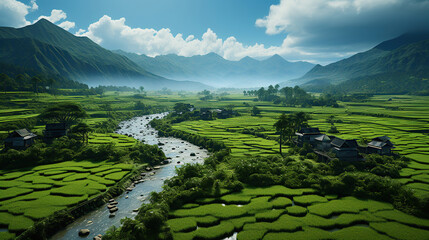 Rice farm, aerial drone view