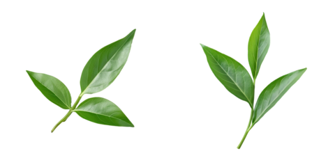 Green tea leaf viewed from above on a transparent background