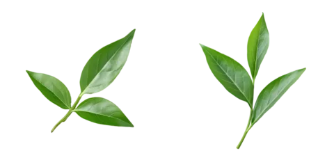 Foto op Plexiglas Green tea leaf viewed from above on a transparent background © 2rogan