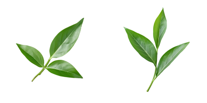 Green tea leaf viewed from above on a transparent background