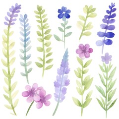 Wild flowers and herbs watercolor set