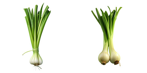 Green onion on a transparent background - obrazy, fototapety, plakaty