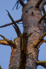 PINE FOREST - Tree trunk with dried skeletons of branches