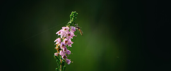 MOSQUITO - An insect sits on a blooming heather
