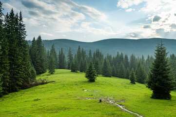 Fototapeta na wymiar Alpine pasture beautiful landscape with fir trees and bright green grass
