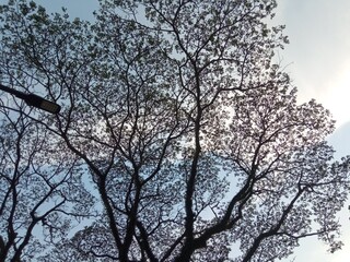 tree branches against sky