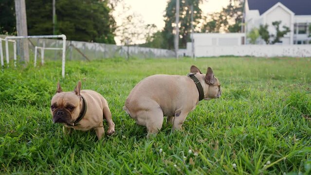 A French bulldog poops at field on the grass. Walking dogs at grass field.