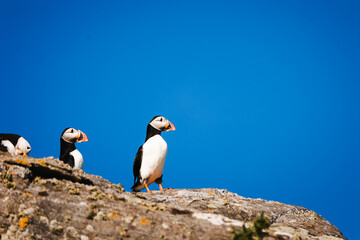 Puffin Mingulay Scotland