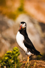 Puffin Mingulay Scotland