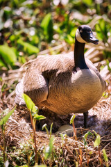 A mother goose on a nest with eggs.