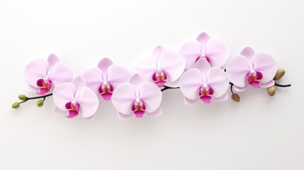 Design template for orchid flowers