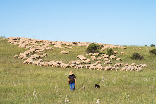 Paisaje de un pastor con sus perros y sus ovejas en un campo de Espa&ntilde;a.