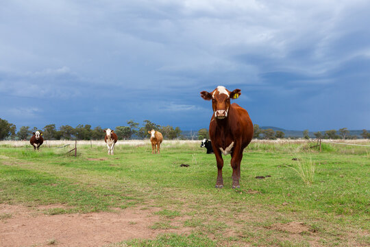 Beef cow standing in green farm paddock with more rain incoming - stormy raincloud sky