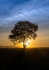 Fototapeta na wymiar tree in sunset