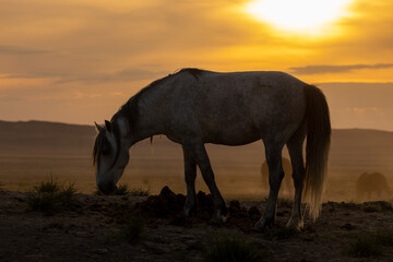 Wild Horse Silhouetted at Sunset in the Utah desert