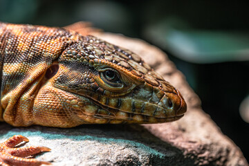 Portrait of a Red Tegu (Salvator rufescens)