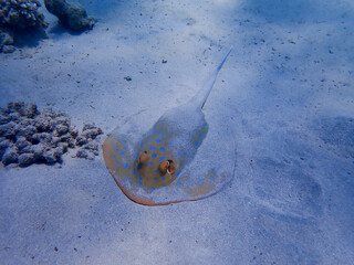 Bluespotted ribbontail ray in the red sea