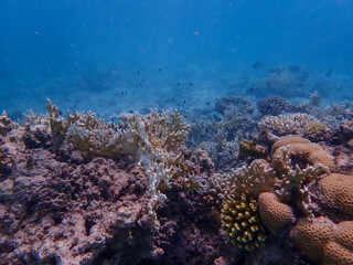 Majestic Underwater Ecosystem Featuring Vibrant Coral Reef and Marine Wildlife