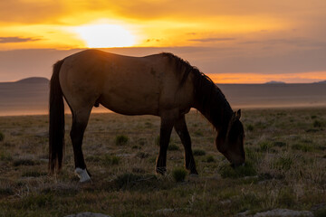 Wild Horse Silhouetted at Sunset in the Utah desert