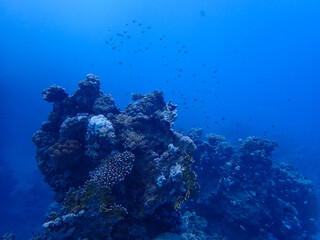 Majestic Underwater Ecosystem Featuring Vibrant Coral Reef and Marine Wildlife