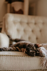 Cat lounging in a chair